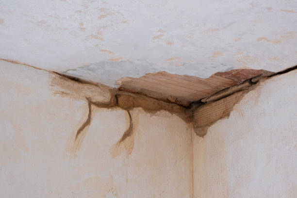 Best Water damage cleanup near me  in Norris, TN