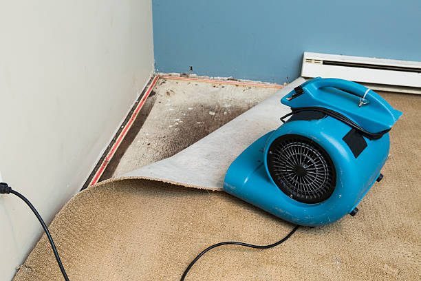 Best Local water damage restoration  in Norris, TN